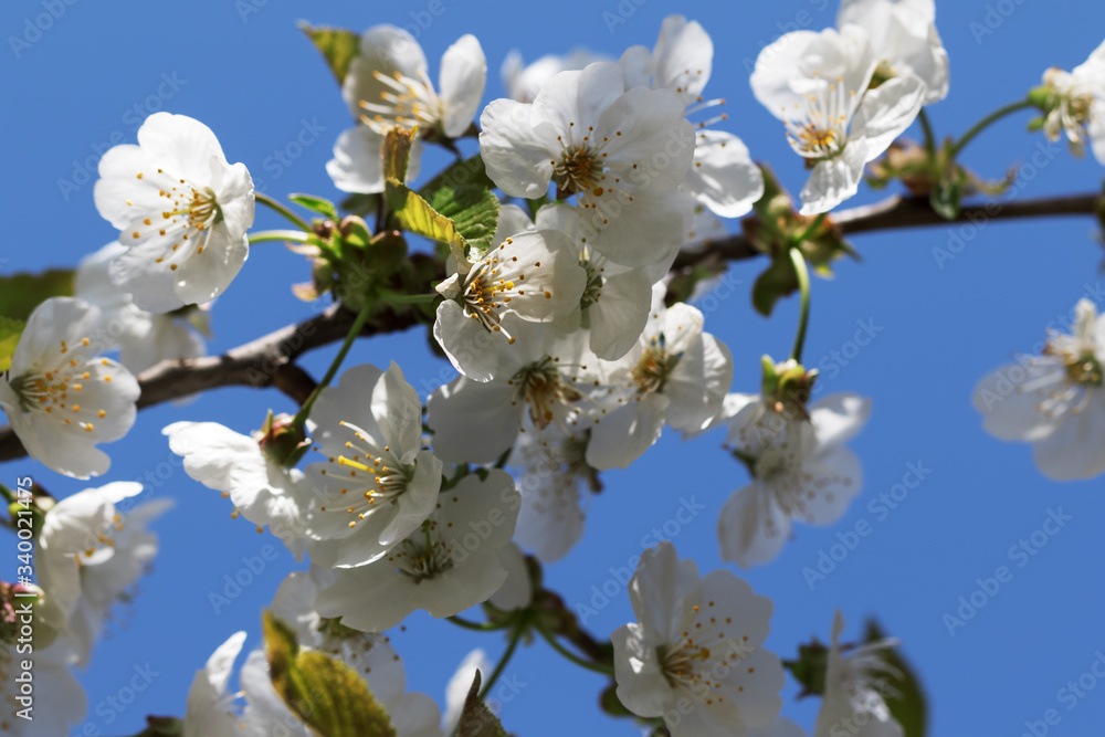Sunlight blooming branch of fruit tree and clear blue sky at background on sunny day Sunlight blooming branch of fruit tree and clear blue sky at background on sunny day