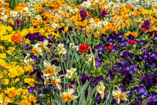Very colorful spring flower bed