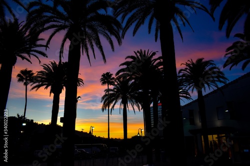 Palm Tree Sunset Los Angeles 