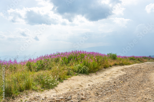 Pink Flowery Horizon
