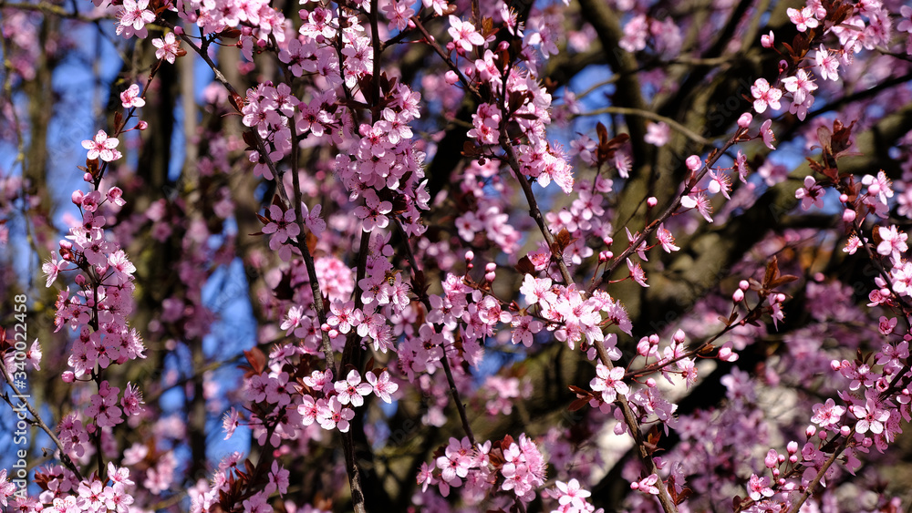 Ciliegio fiorito in primavera