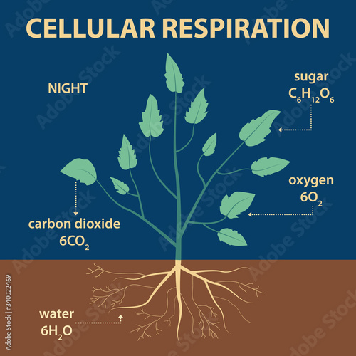 vector diagram showing parts of whole plant - agricultural infographic scheme with labels for education of biology - night cellular respiration - carbon dioxide, oxygen, sugar and water