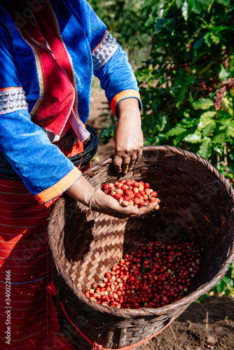 Coffee beans from coffee plantations, Arabica coffee beans.