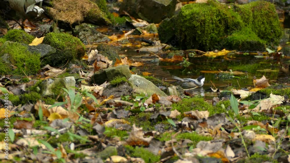 Chickadee bird curious and zooming by over calm water puddle Chickadee bird curious and zooming by over calm water puddle