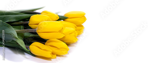 Yellow tulips on a white background. Greeting card. White background.