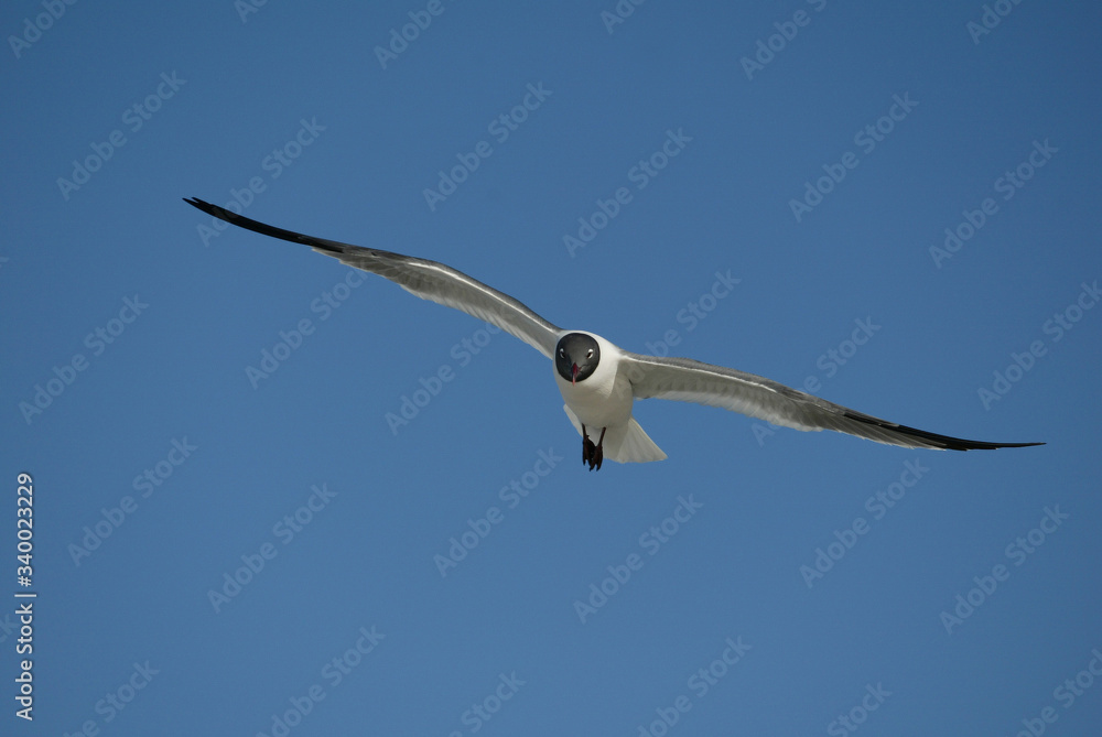 Laughing Gulls flying on beach in Ft. DeSoto, Florida USA Laughing Gulls flying on beach in Ft. DeSoto, Florida USA