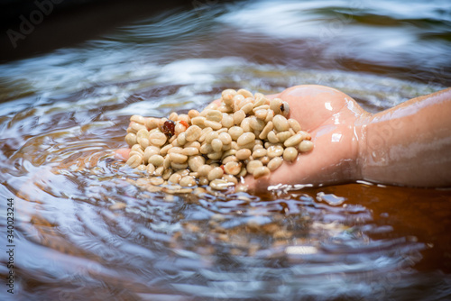 Soaking the coffee beans with water before drying.