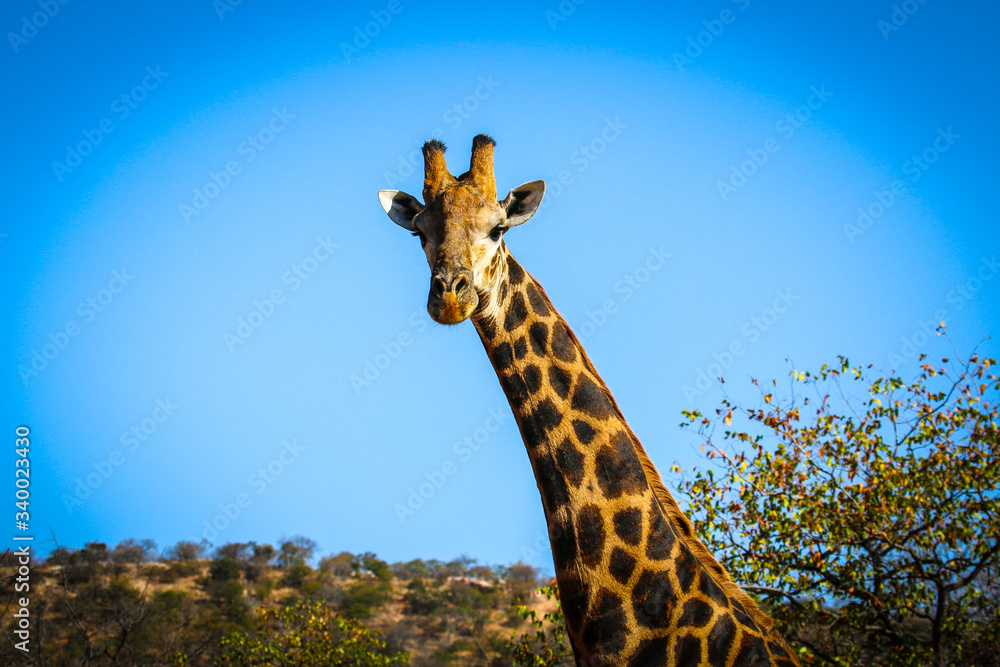 Obraz premium giraffe in the sky