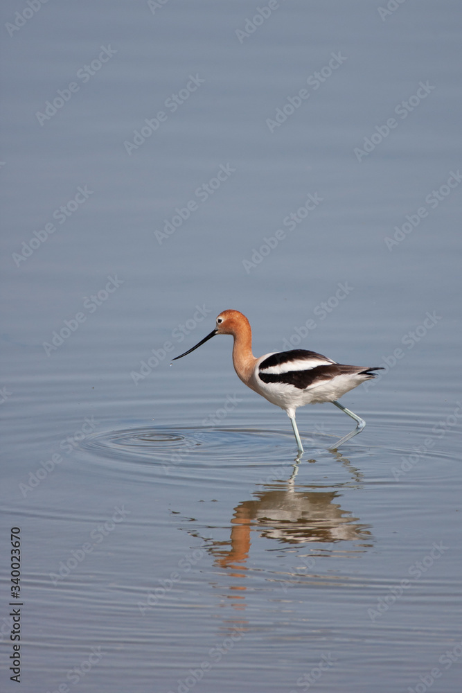 Beautiful Avocet feeding in shallow water in Nevada