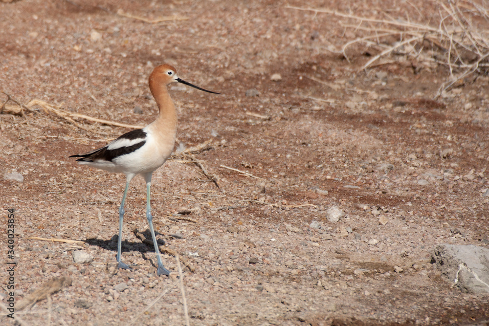 Beautiful Avocet feeding in shallow water in Nevada Beautiful Avocet feeding in shallow water in Nevada