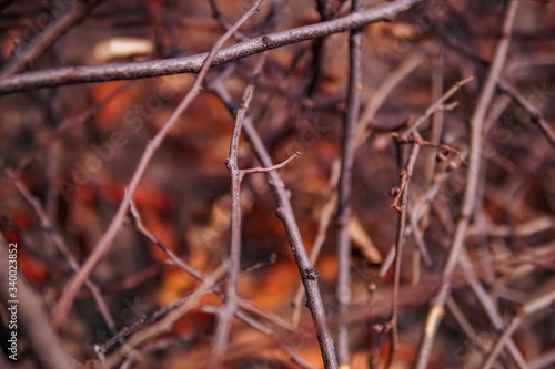 heaps of old tree branches left in the dry season