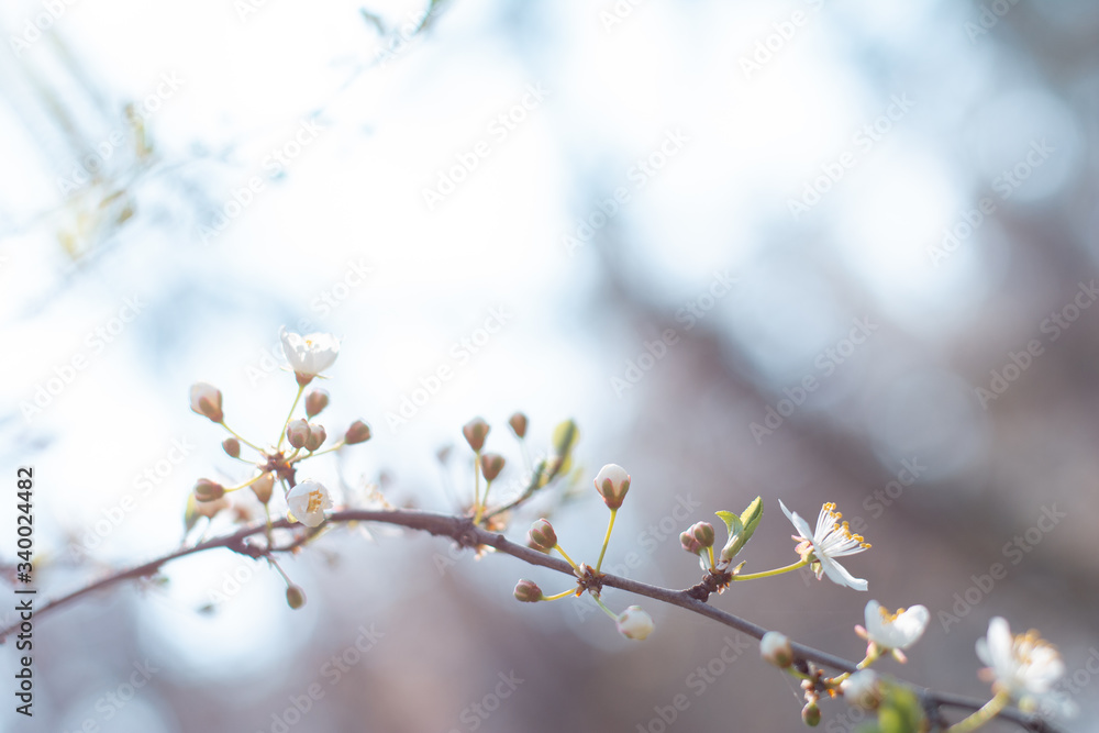 bloom tree bloom tree