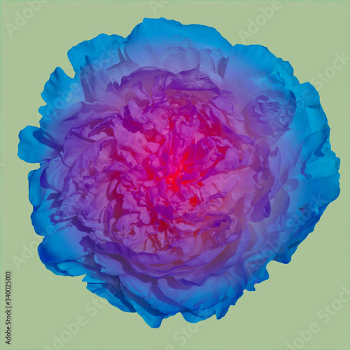 Pale multicolor peonies isolated on green background