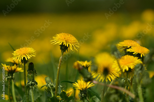 Bright yellow umbrellas of spring dandelions in the field