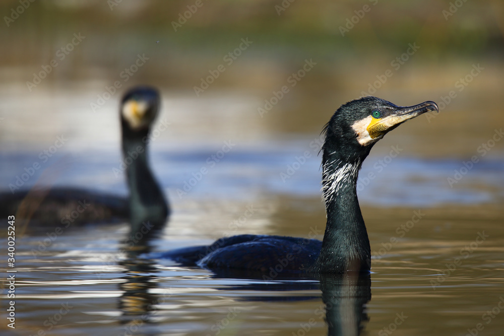Cormorant after swimming in the spring
Cormorant after swimming in the spring
