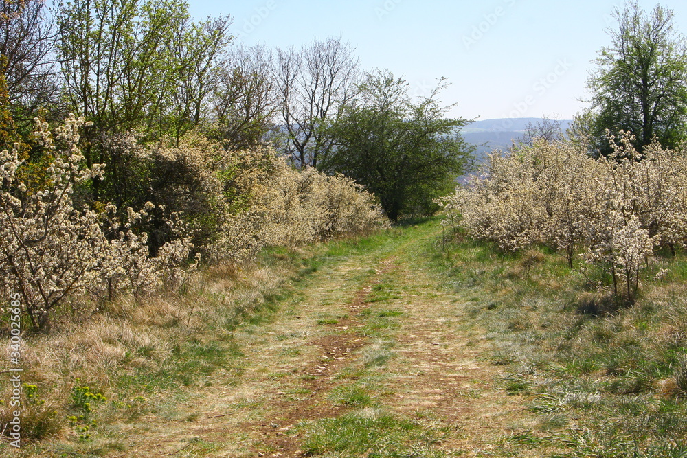 frühling frühling