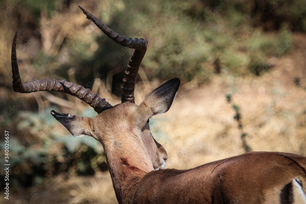 impala in the savannah impala in the savannah