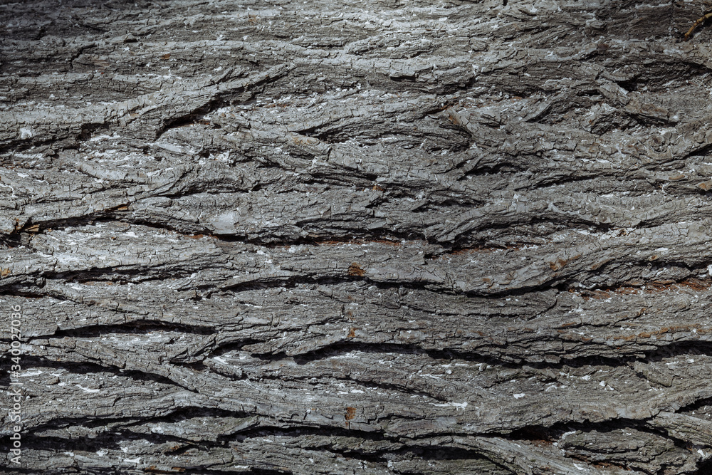 A close up of a treeundefined. Texture of an old tree trunk. The tree's bark is grey. A close up of a treeundefined. Texture of an old tree trunk. The tree's bark is grey.