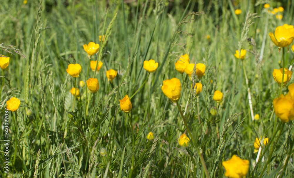 Botanic and ecology - beautiful meadow with buttercups and grass, outdoors Botanic and ecology - beautiful meadow with buttercups and grass, outdoors