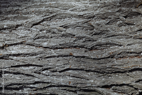 A close up of a treeundefined. Texture of an old tree trunk. The tree's bark is grey.