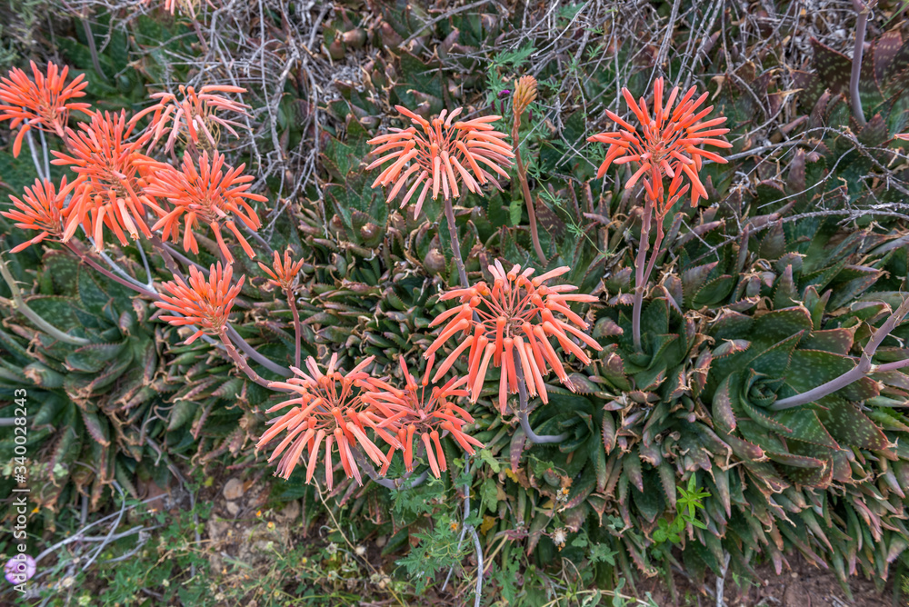 Blooming Aloe Vera in Canyon Barrancos de Gebas.Totana. Murcia. Spain.
Blooming Aloe Vera in Canyon Barrancos de Gebas.Totana. Murcia. Spain.