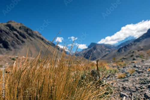 Desert grass and mountains on the background
