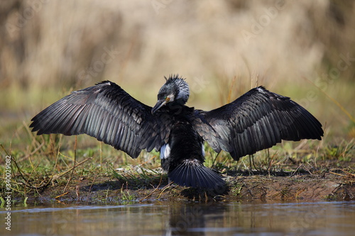 
Cormorant when drying the wings