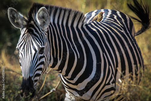 zebra in the wild