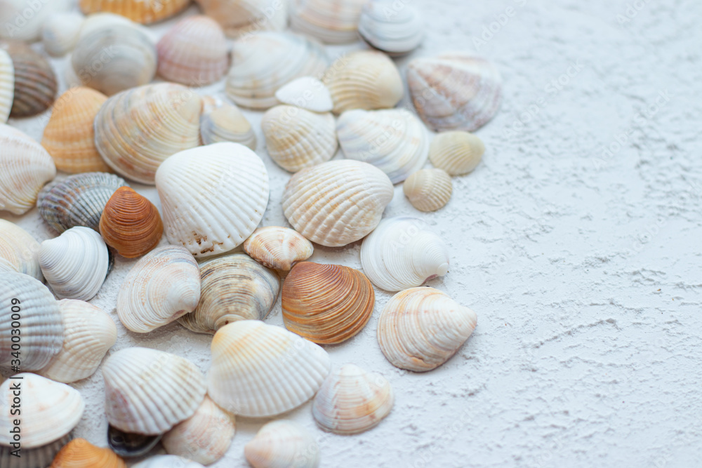 Shells on a light background . Article about vacation. Sea shells lie on a light background