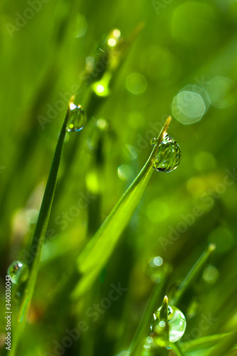 Macro water drops on green grass
