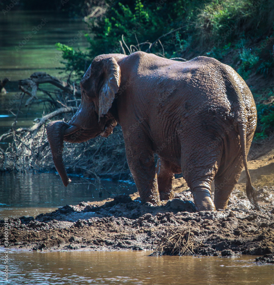 Fotografie elephant in the river bank