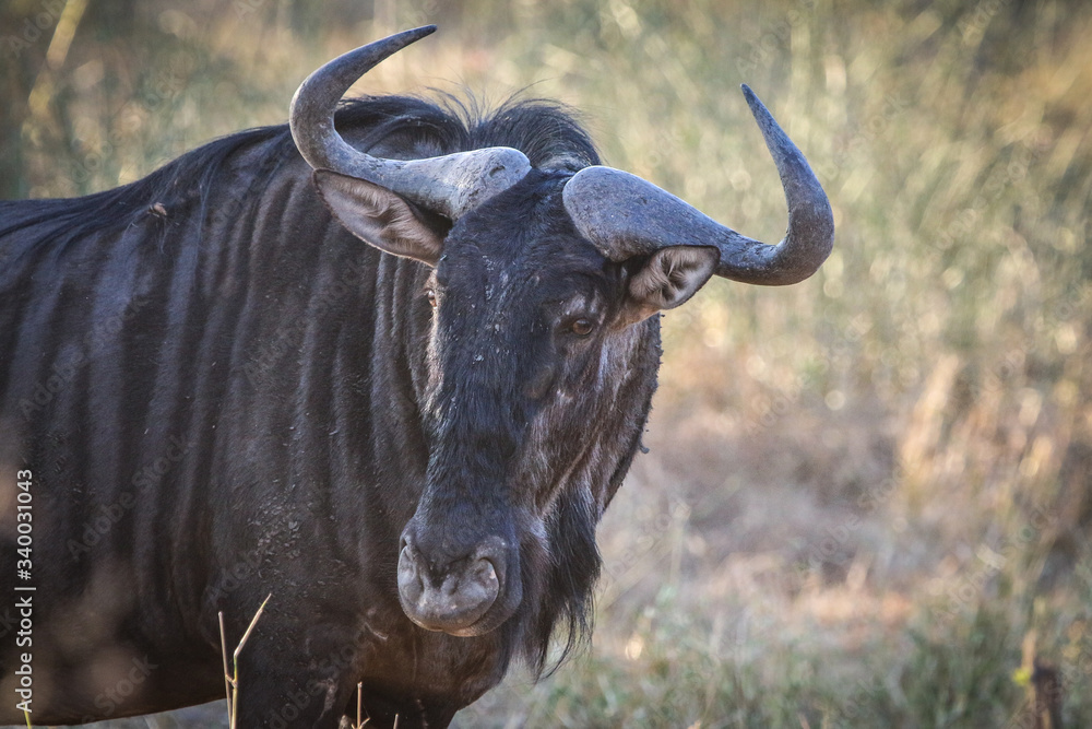 Fototapeta premium wildebeest