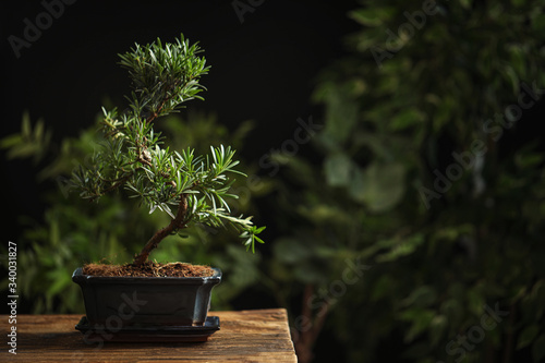 Fototapeta Naklejka Na Ścianę i Meble -  Japanese bonsai plant on wooden table, space for text. Creating zen atmosphere at home