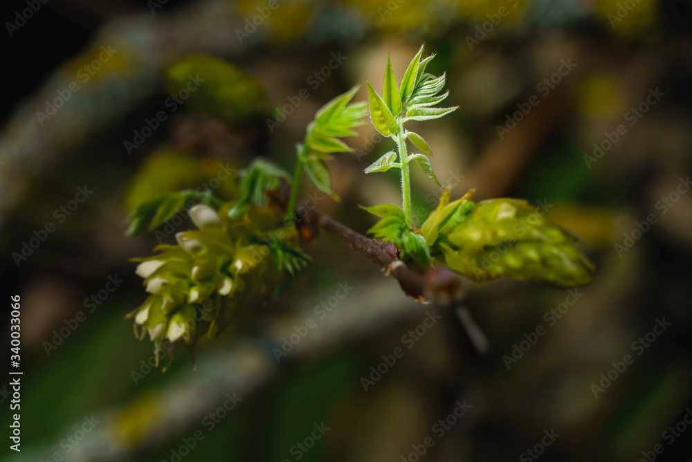 Boutons de fleurs blanches de Glycine et nouvelles feuilles en gros plan Boutons de fleurs blanches de Glycine et nouvelles feuilles en gros plan