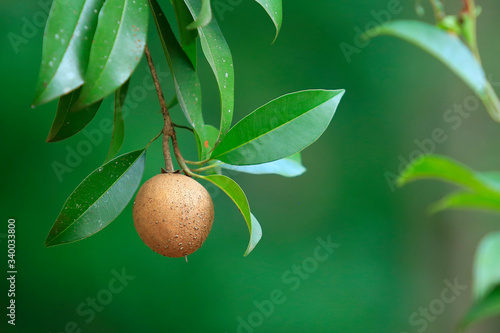 Fresh chikku, sapodilla fruit isolated on green background photo