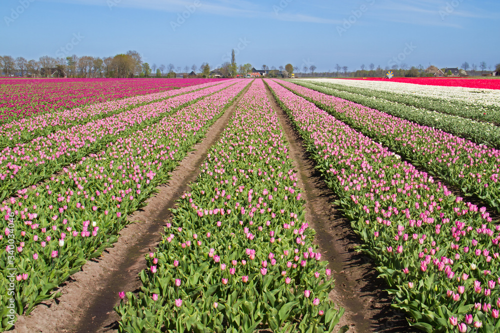 Blooming Tulip field with pink flowers in the Dutch countryside