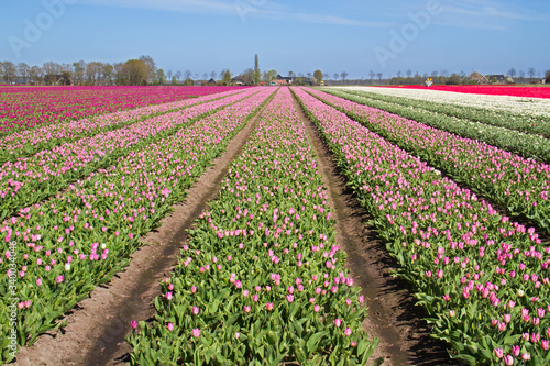 Blooming Tulip field with pink flowers in the Dutch countryside