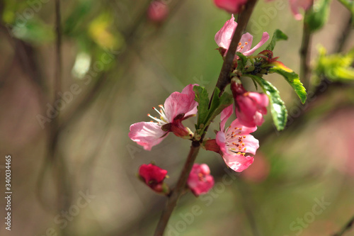 Pink blossom in spring garden