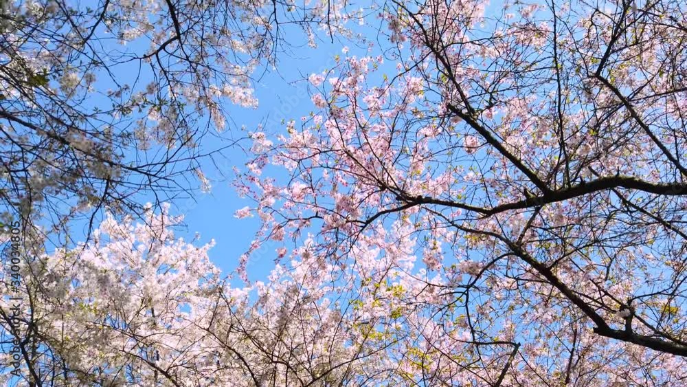 Cherry blossom trees, panoramic panning view from down up, from top to bottom. Beautiful pink flowers on trees against blue sky. Cherry blossom trees, panoramic panning view from down up, from top to bottom. Beautiful pink flowers on trees against blue sky.