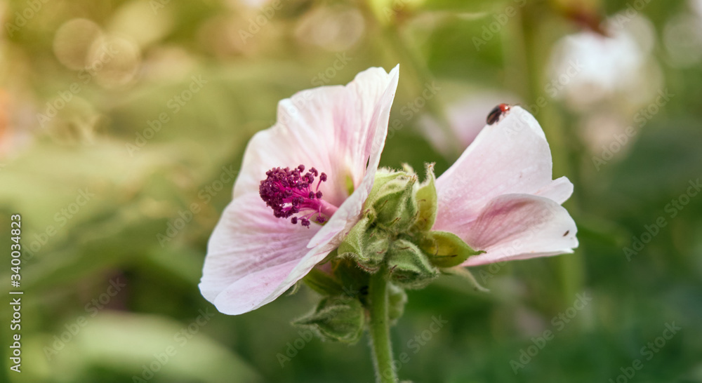 Wild flower Althaea officinalis in the garden. Wild flower Althaea officinalis in the garden.