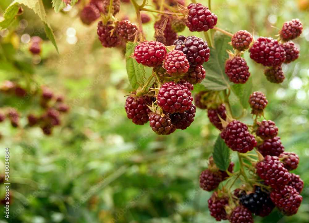 Unripe blackberry on the bush. Unripe blackberry on the bush.