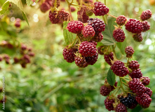 Unripe blackberry on the bush.