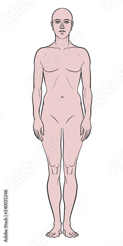 Model of the human body. Hand drawn androgynous, gender-neutral figure on isolated background, front view.