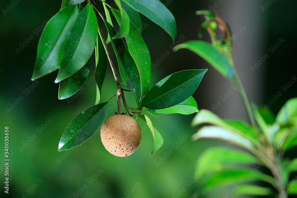 Fresh chikku, sapodilla fruit isolated on green background Fresh chikku, sapodilla fruit isolated on green background