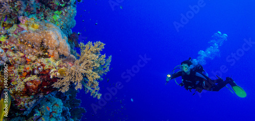 Red Sea  Egypt - Aug 2014  woman diver explores the reef