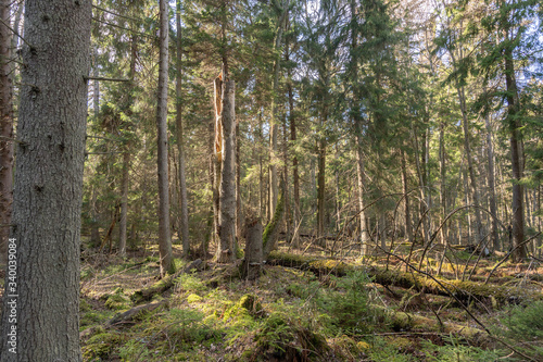 forest in spring time © Urmas