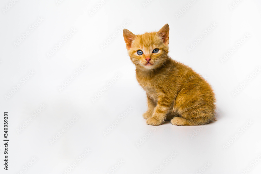 Red-haired kitten on a white background