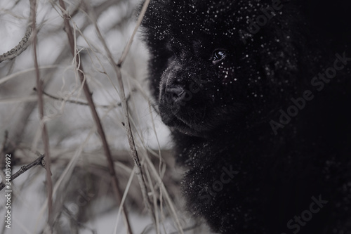 Black chow-chow dog in the snow
