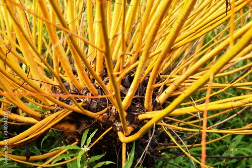 фотографія Bright yellow will stems regrown in the spring sunshine