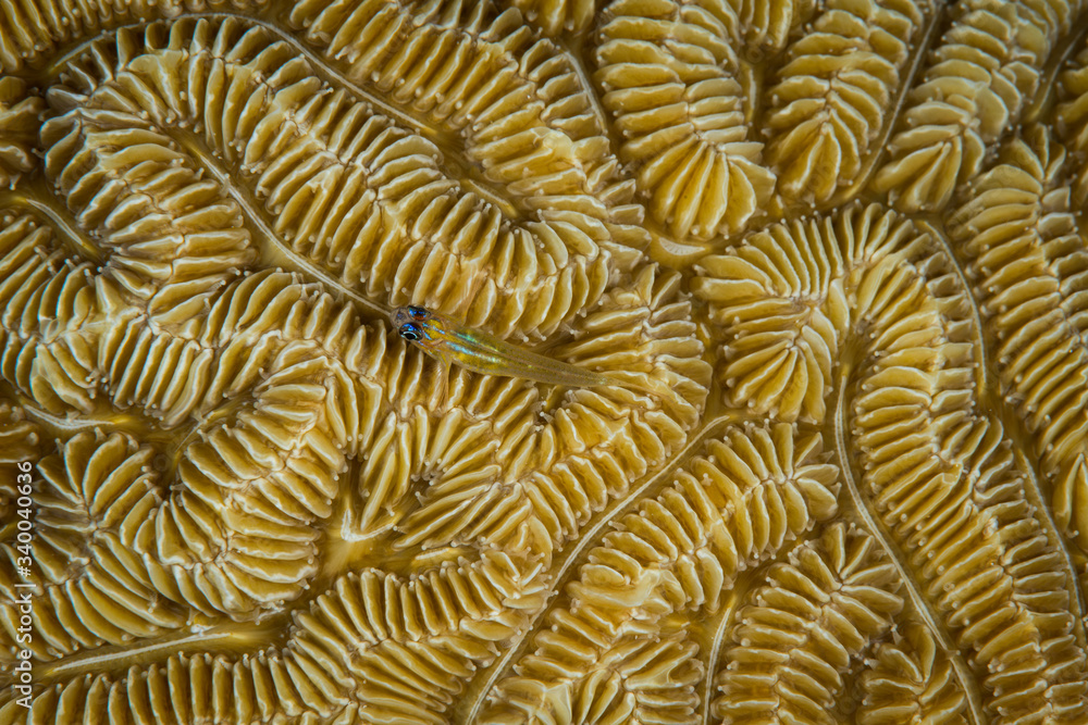 Fototapeta premium Peppermint Goby - (Coryphopterus lipernes) on maze coral on the Bari Reef dive site, Bonaire, Netherlands Antilles